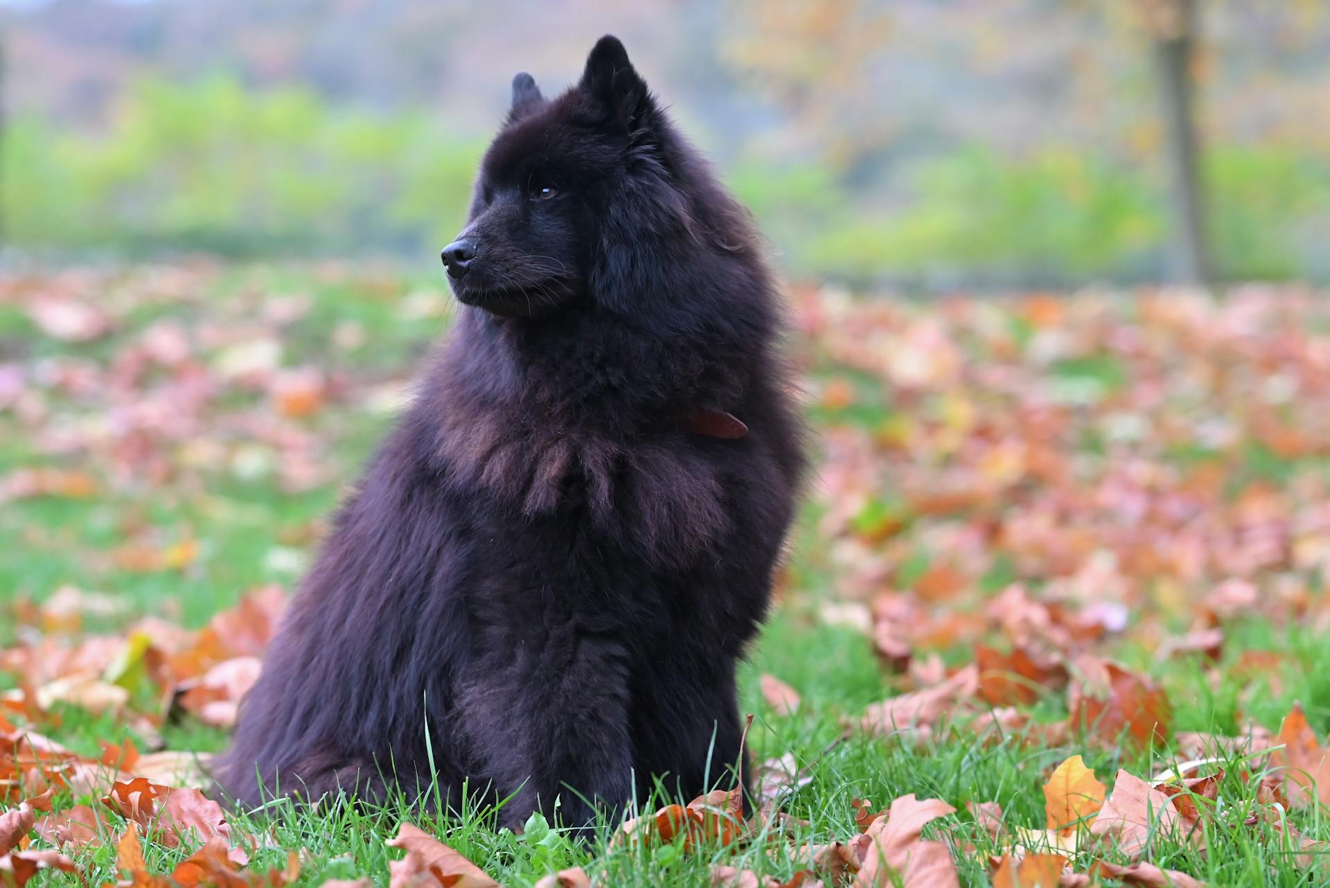 Fluffy black chow chow dog sitting amidst colorful autumn leaves in a park.