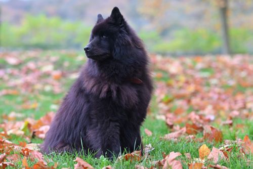 Free Fluffy black chow chow dog sitting amidst colorful autumn leaves in a park. Stock Photo