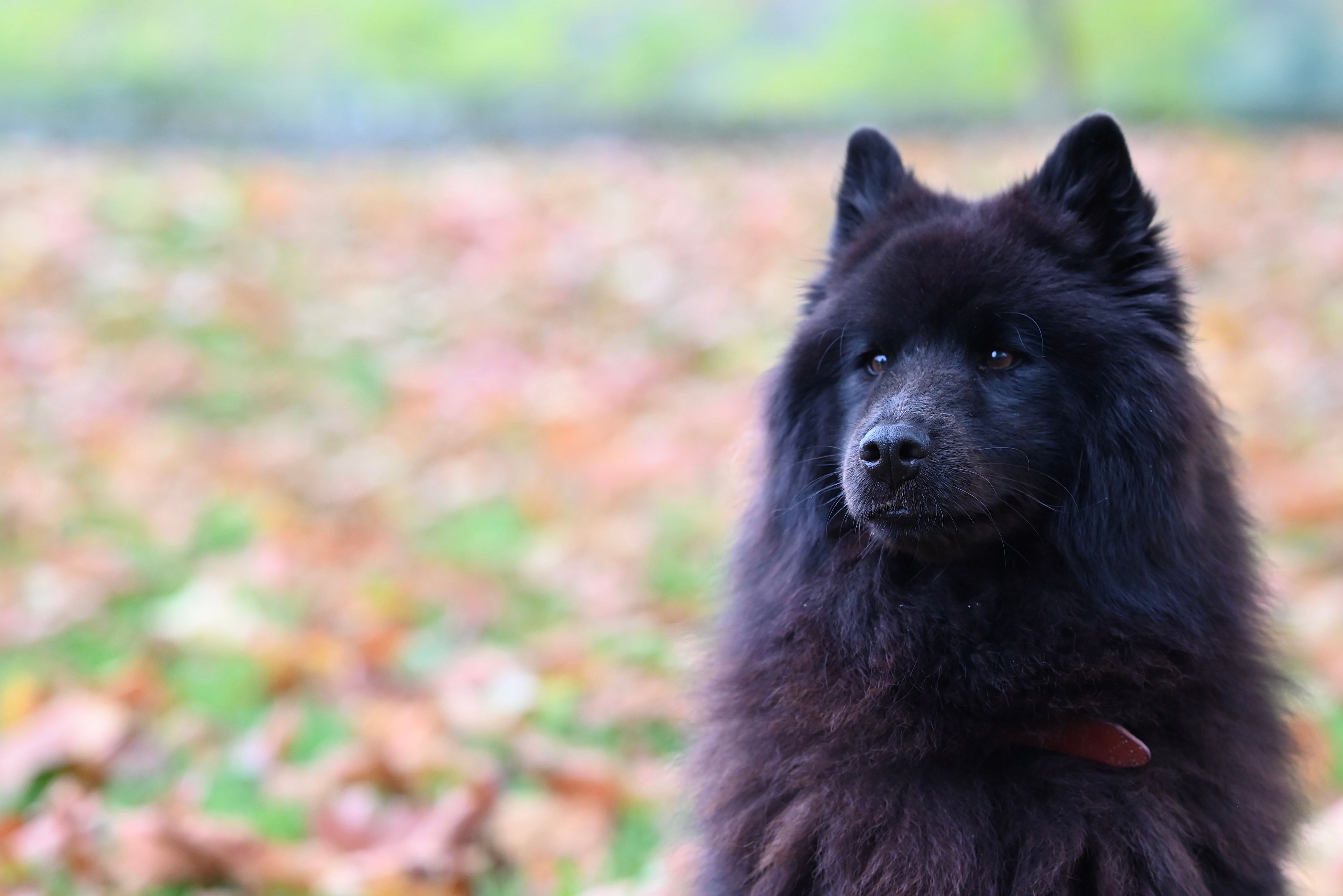 Chow Chow