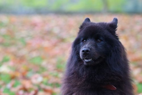 Free A fluffy Chow Chow dog sits in a park surrounded by fallen autumn leaves. Stock Photo