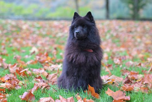 Free Black Chow Chow dog sitting in a park surrounded by autumn leaves, showcasing its fluffy fur. Stock Photo