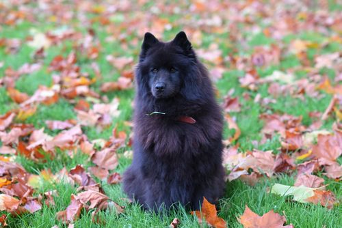 Free A fluffy black dog sits amidst colorful autumn leaves in a park setting. Stock Photo