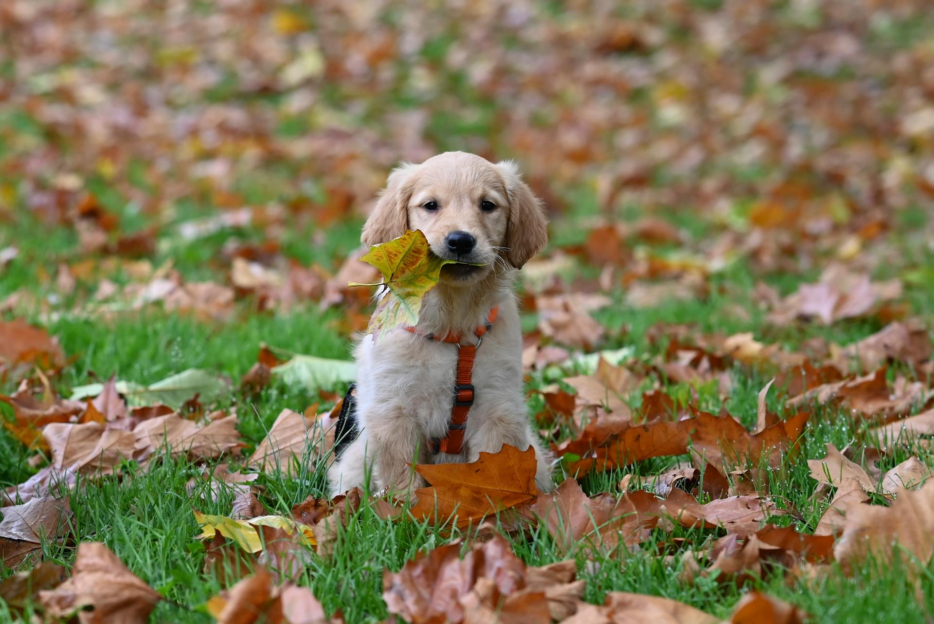 En gullig golden retriever med blad i munnen som njuter av en höstdag.