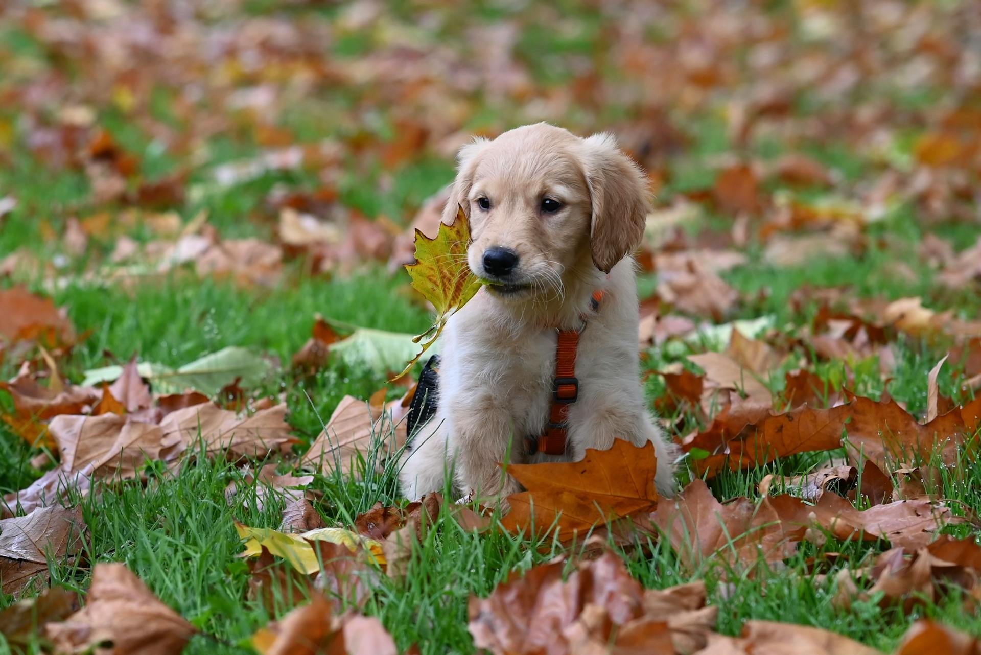 Cute golden retriever puppy playing in colorful fall leaves in a park.