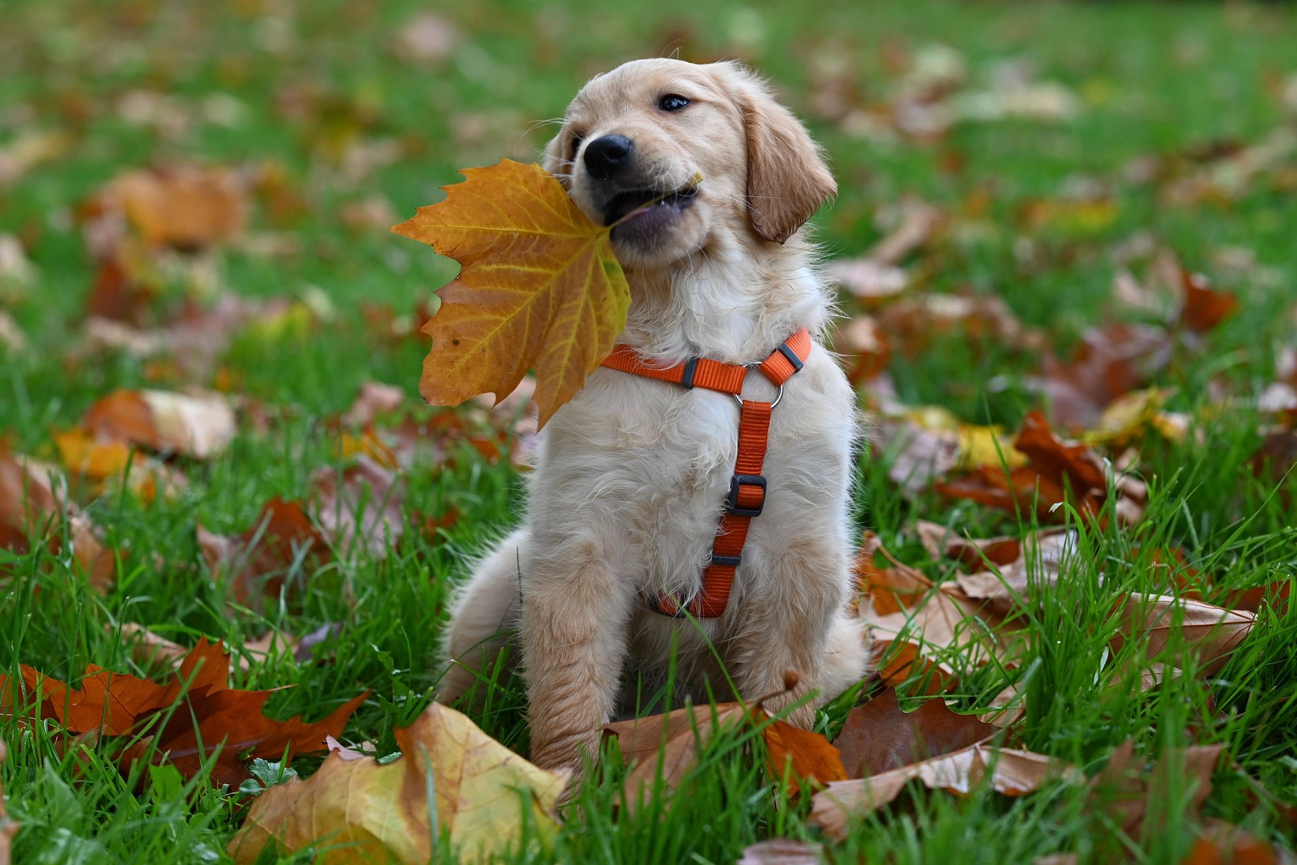 puppy pads vs outdoor training which is better