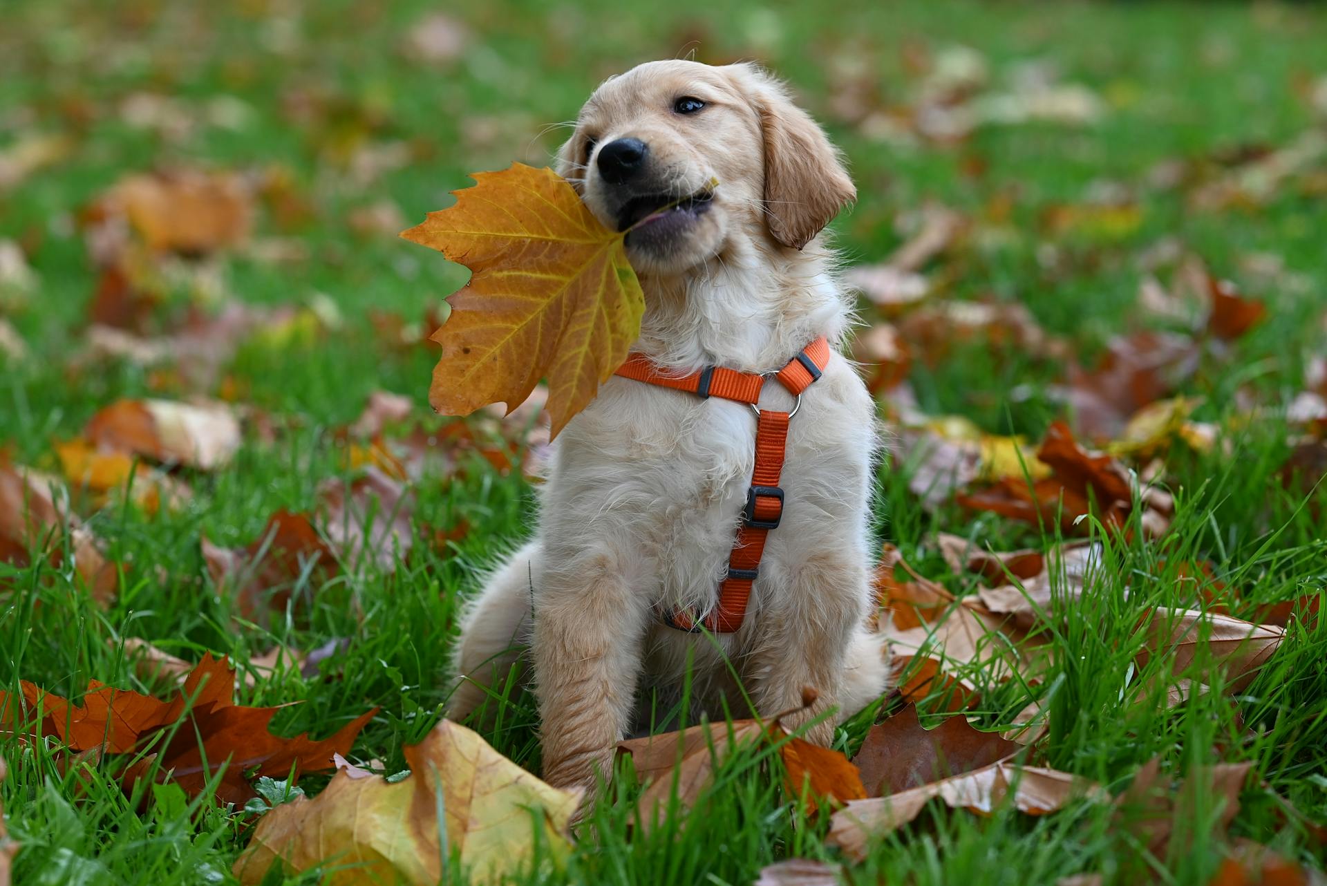 Un adorable chiot golden retriever jouant avec une feuille d'automne à l'extérieur par une journée d'automne.