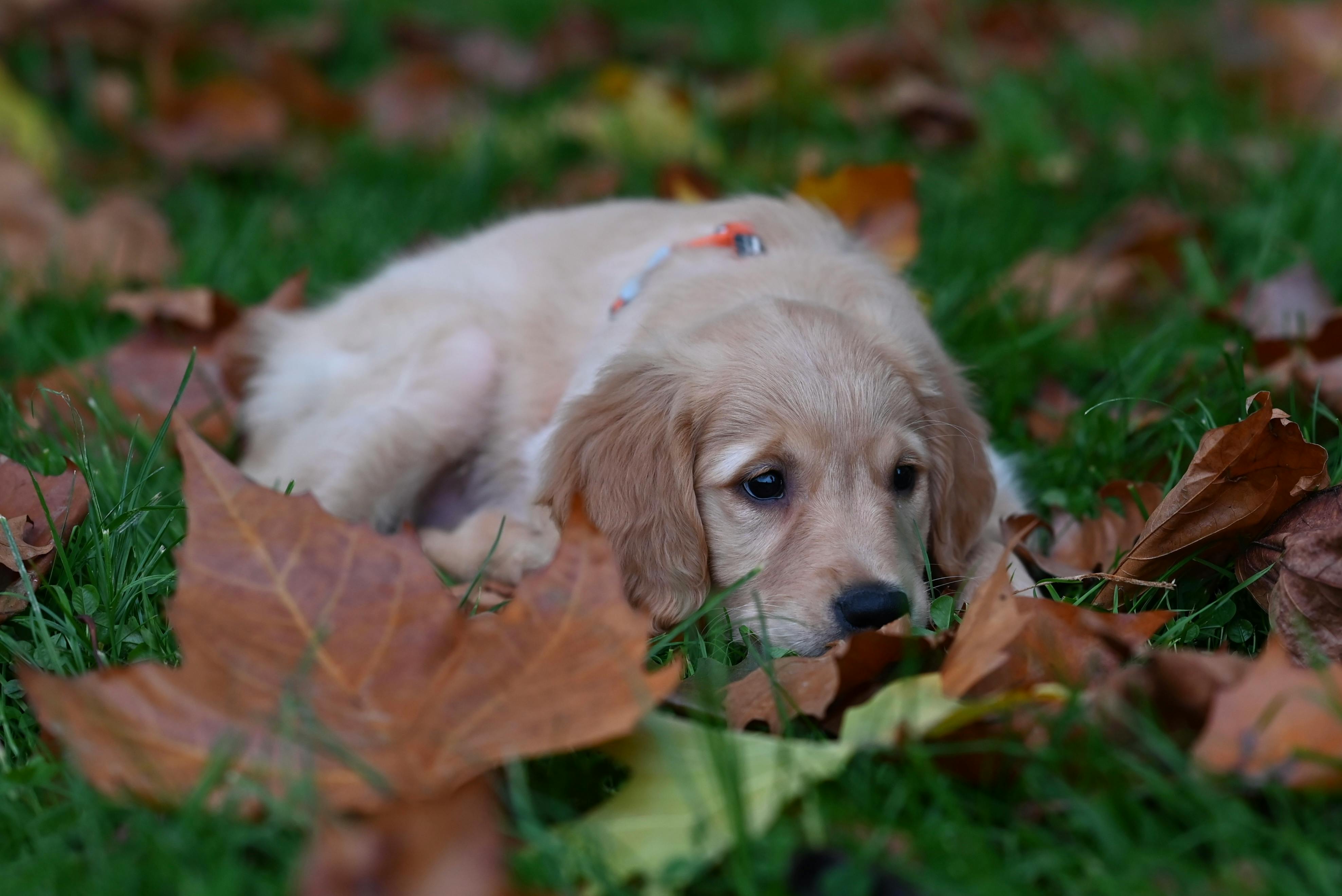New puppy, adopted or senior dog? We found the best dog insurance options — Photo by JacLou- DL on Pexels