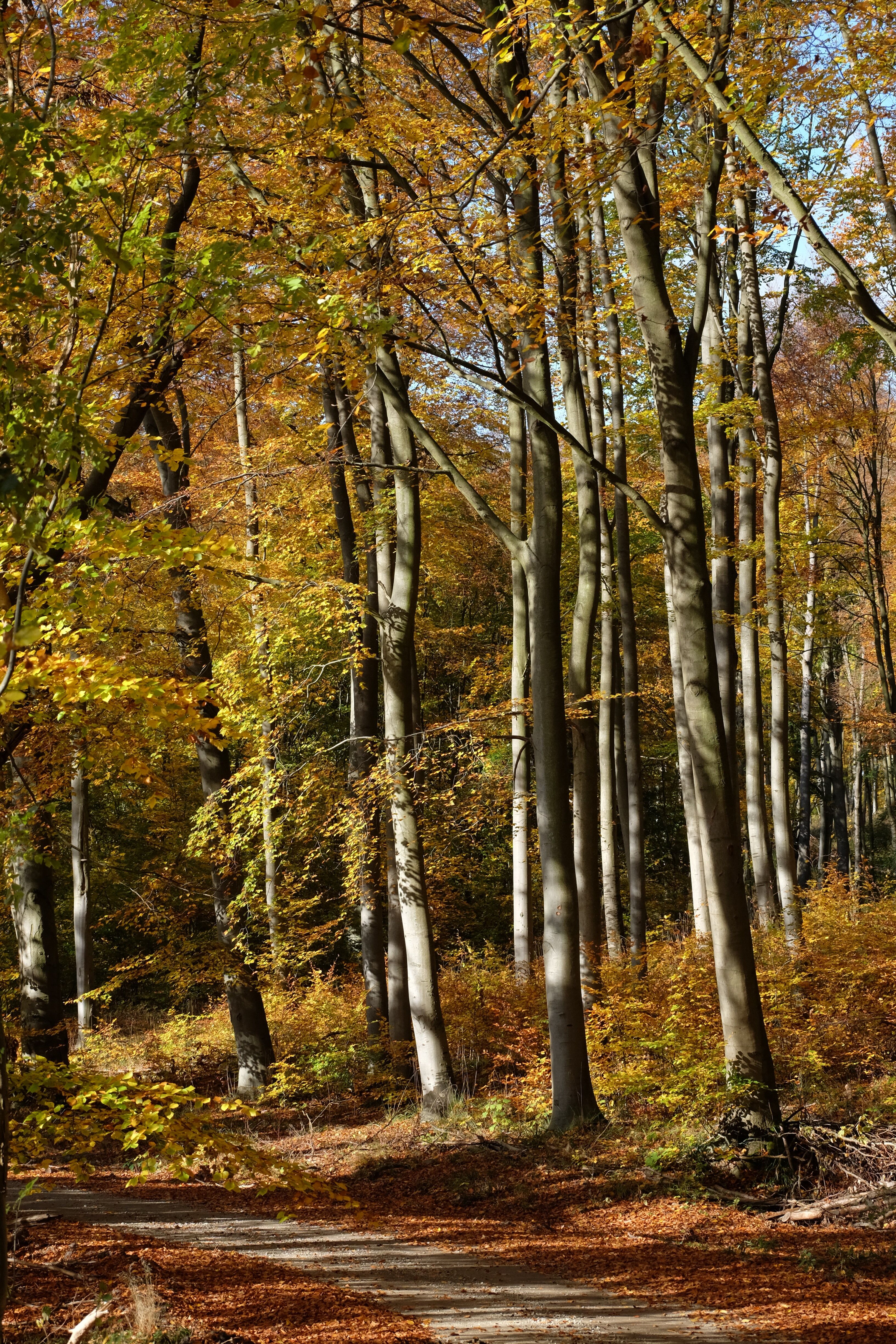 Serene Autumn Forest Pathway with Tall Trees · Free Stock Photo