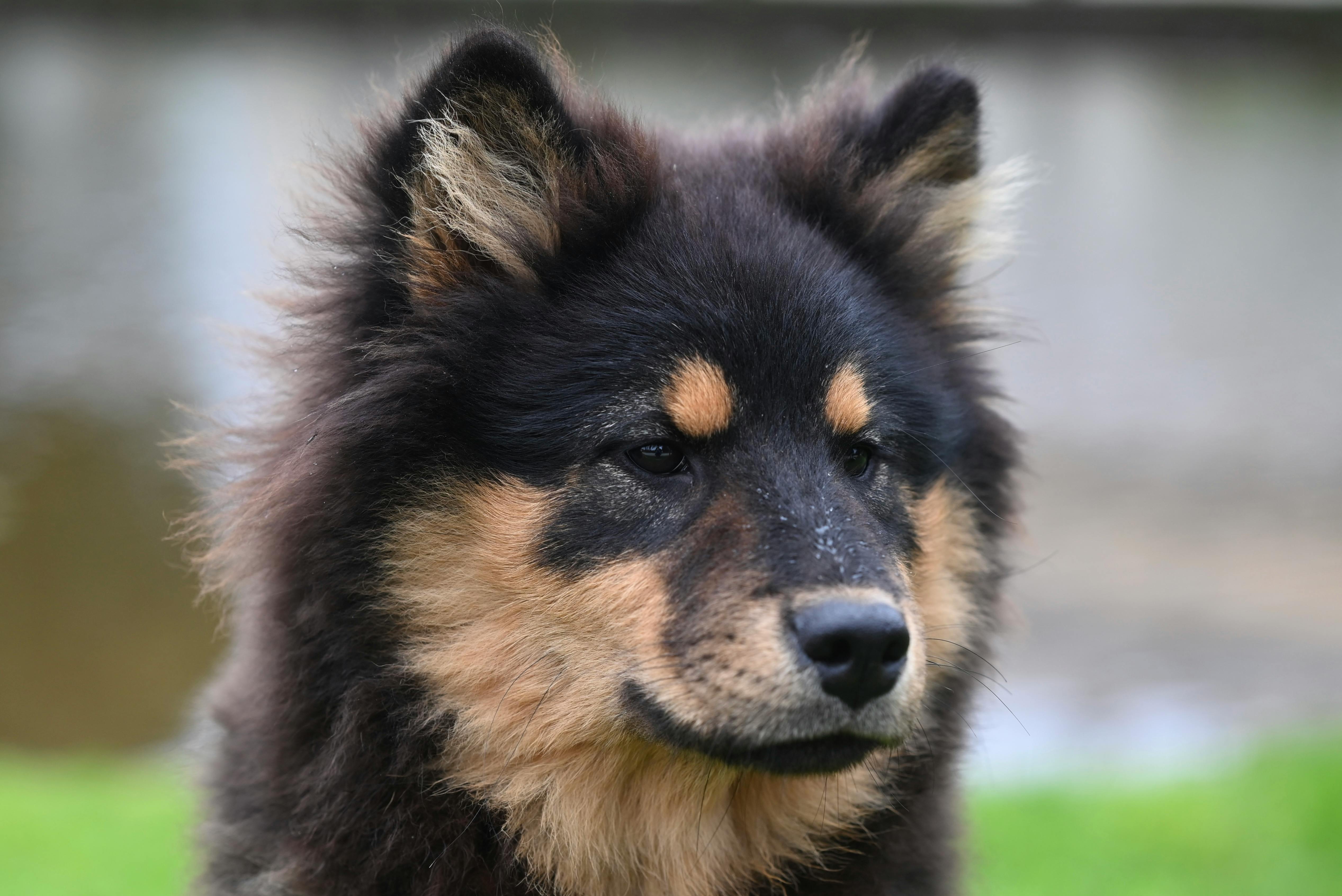Finnish Lapphund