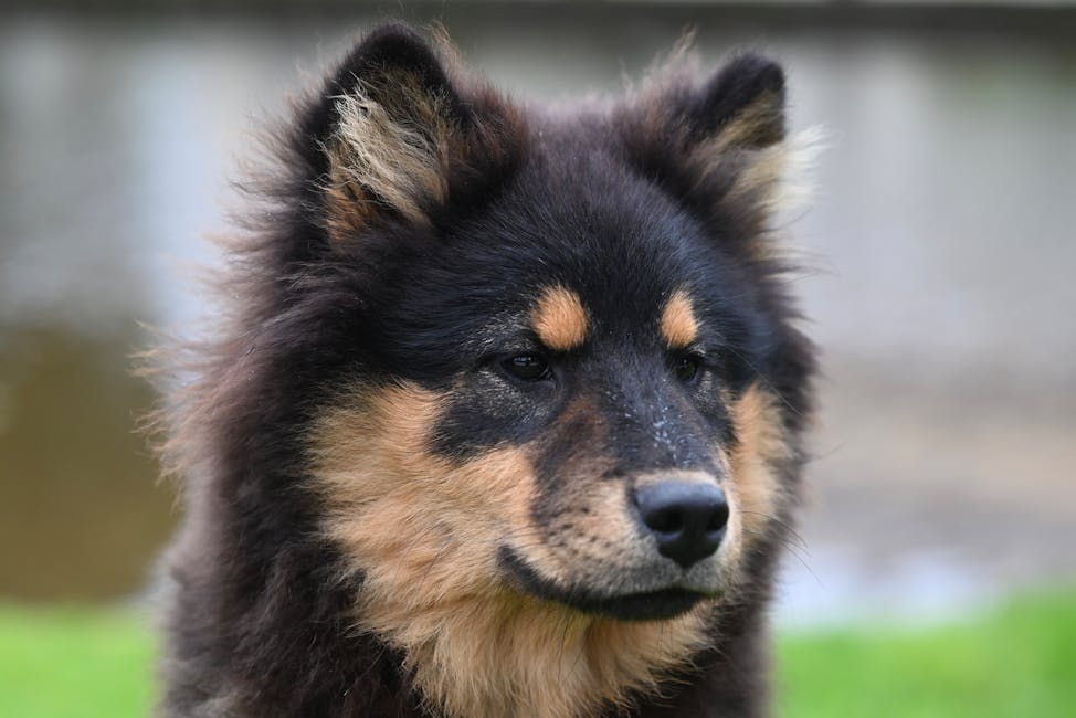 Finnish Lapphund dog training guide - Friendly, Alert, Agile Non-Sporting breed from Finland