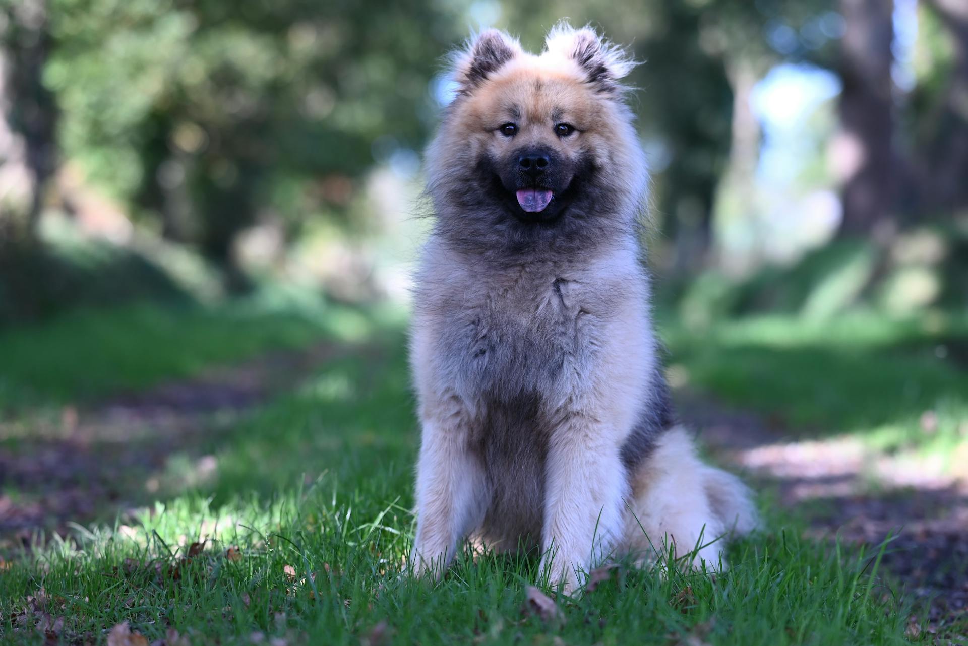 A fluffy Chow Chow dog sitting on a grassy path in a sunlit forest.