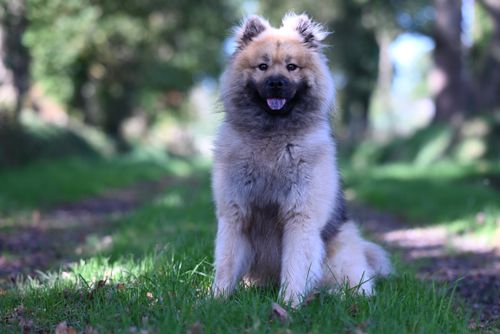 Free A fluffy Chow Chow dog sitting on a grassy path in a sunlit forest. Stock Photo