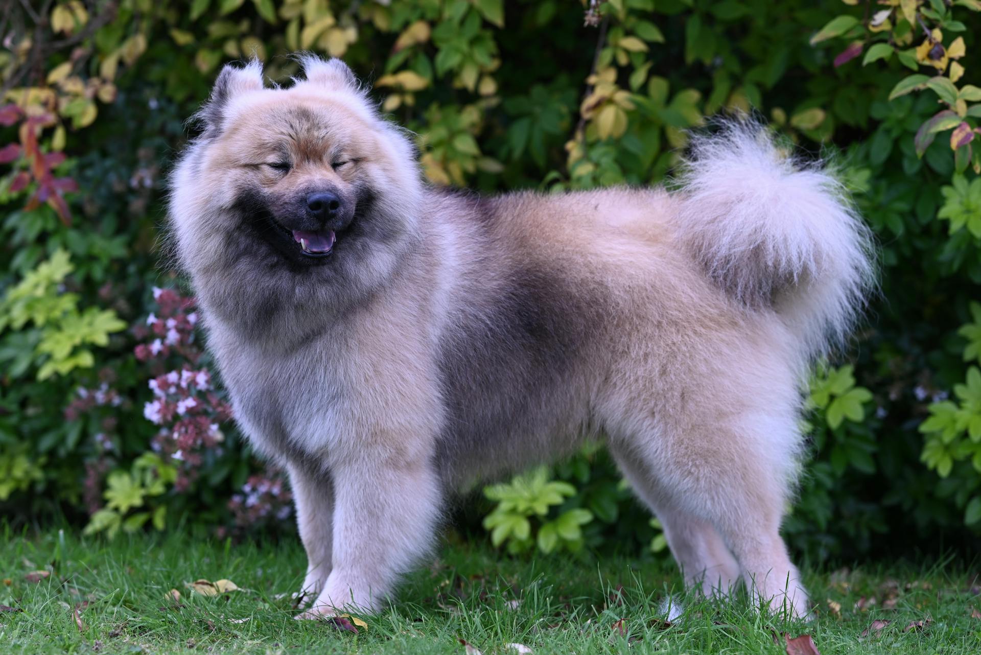 Happy Eurasier dog enjoying time in a lush green garden, surrounded by colorful plants.