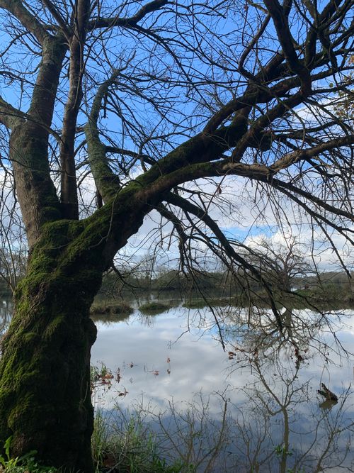 Free A bare tree with moss by a reflective lake on a clear day, showcasing nature's tranquil beauty. Stock Photo