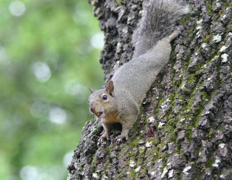 Curious Eastern Gray Squirrel climbs a tree in Kissimmee, Florida, showcasing its natural habitat.
