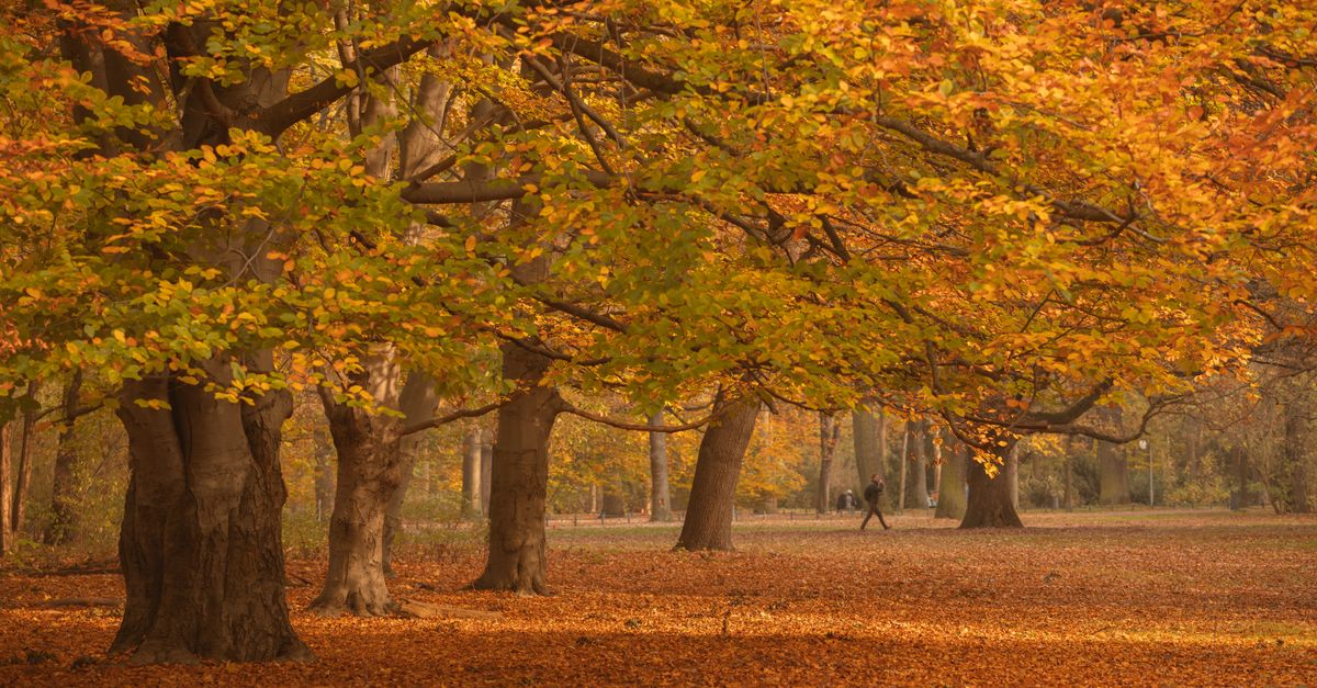 How to Incorporate Walking into Your Daily Routine for Fitness