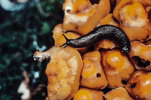 Close-up of a black slug on wild mushrooms, showcasing nature's details.
