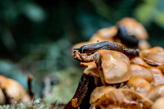 Close-up of a slug crawling on wild mushrooms in the forest, showcasing nature's detail.