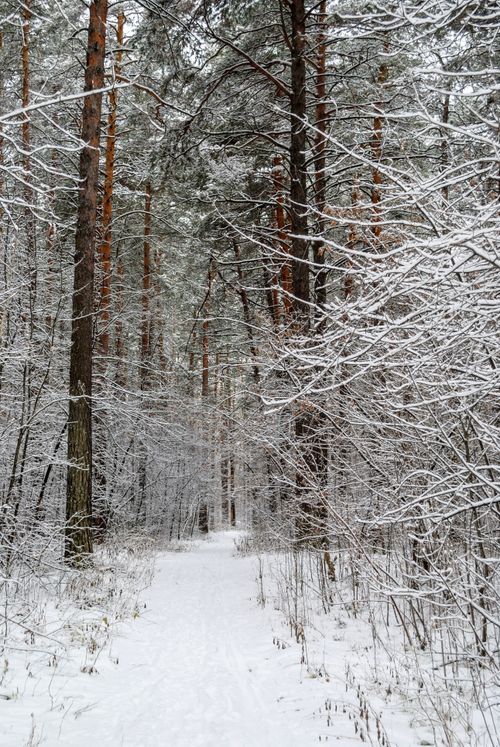 Free A tranquil forest path covered in fresh snow creates a winter wonderland setting. Stock Photo
