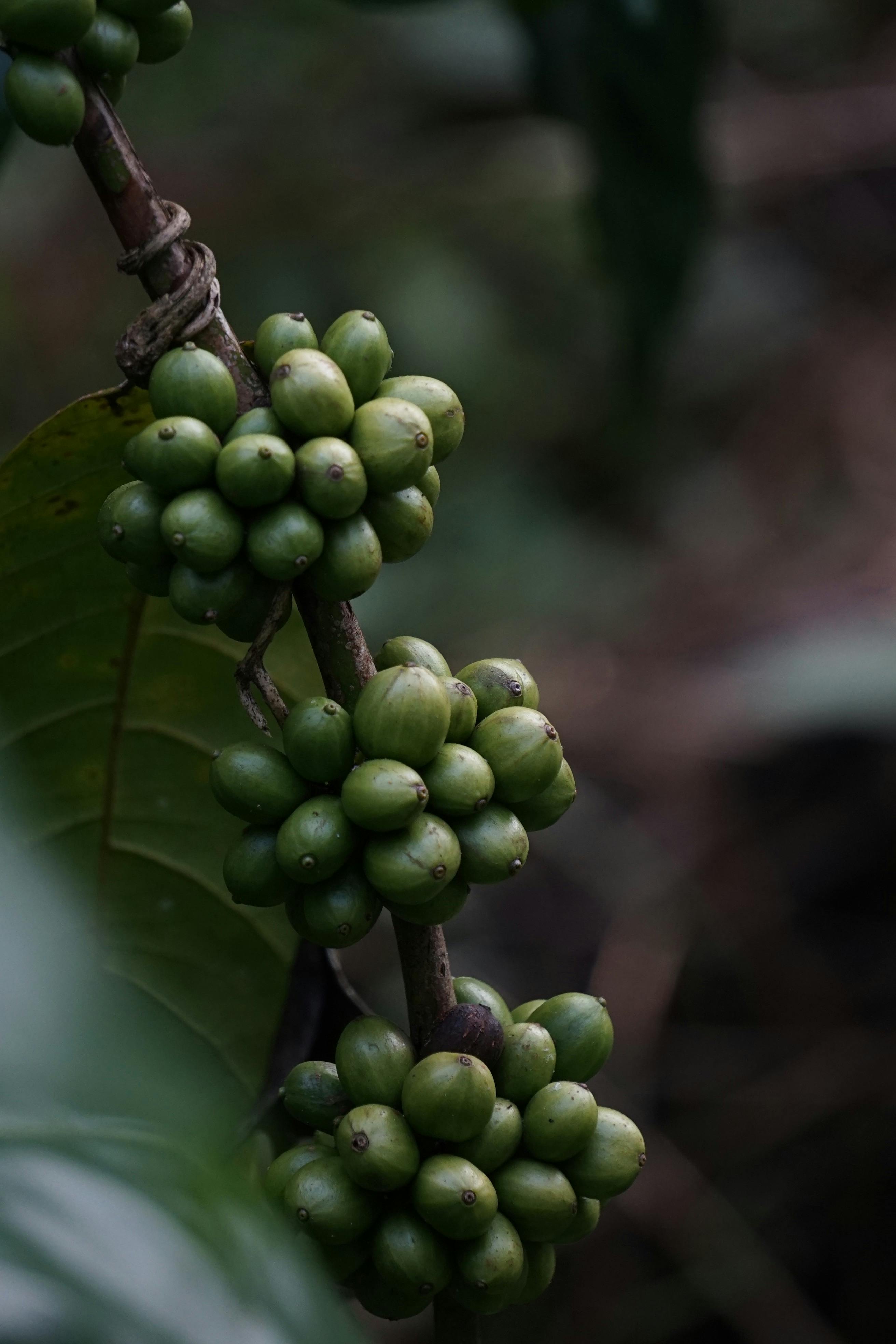 Barako Coffee Plant - Urban Goes Green Plant Guide