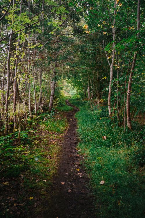 Free A tranquil forest path surrounded by lush greenery in Evanton, Scotland. Stock Photo