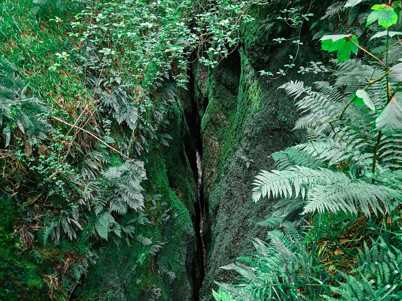 A damp limestone crevice deep in a mossy forest gorge
