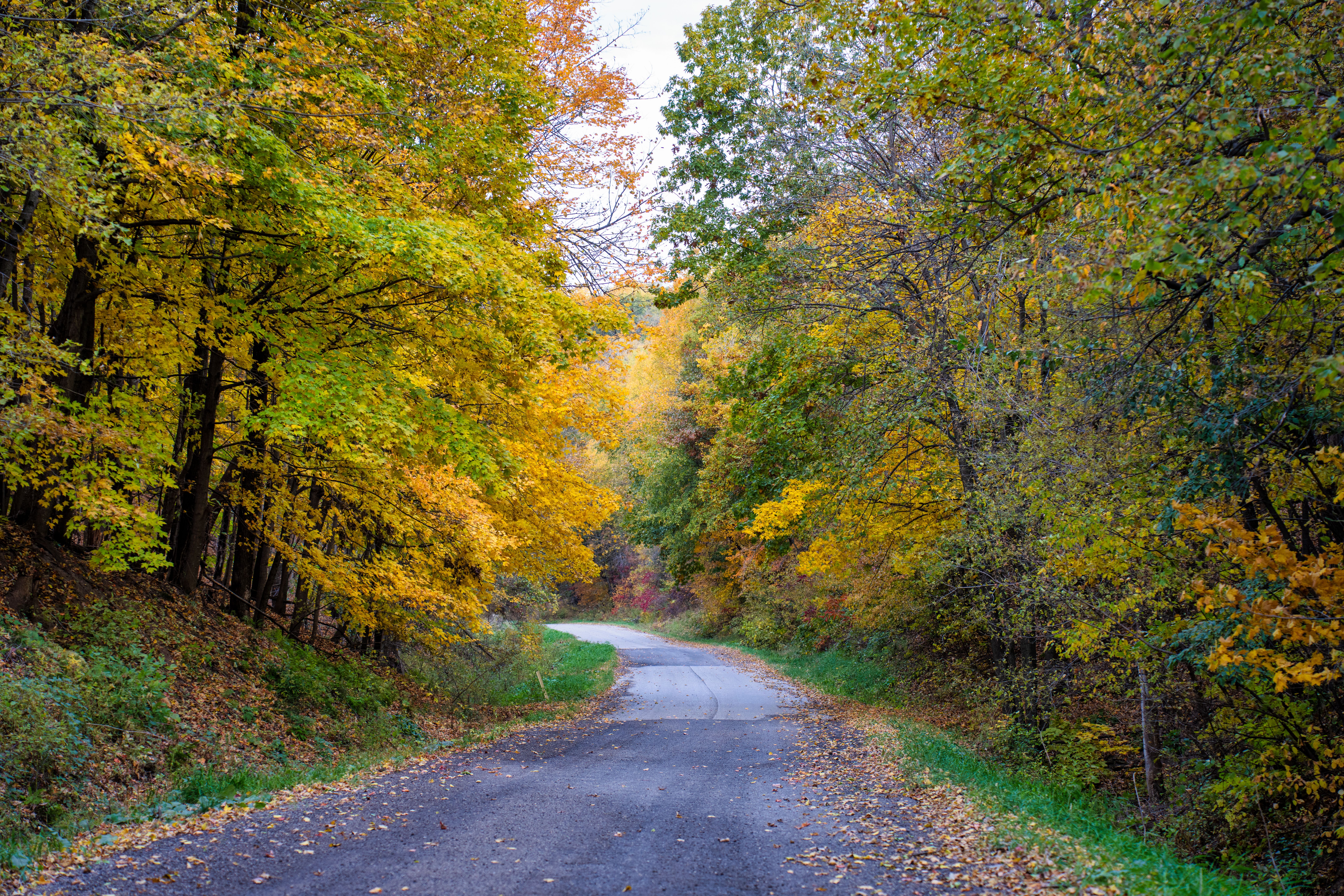 Scenic Autumn Road in Ella, Wisconsin Forest · Free Stock Photo