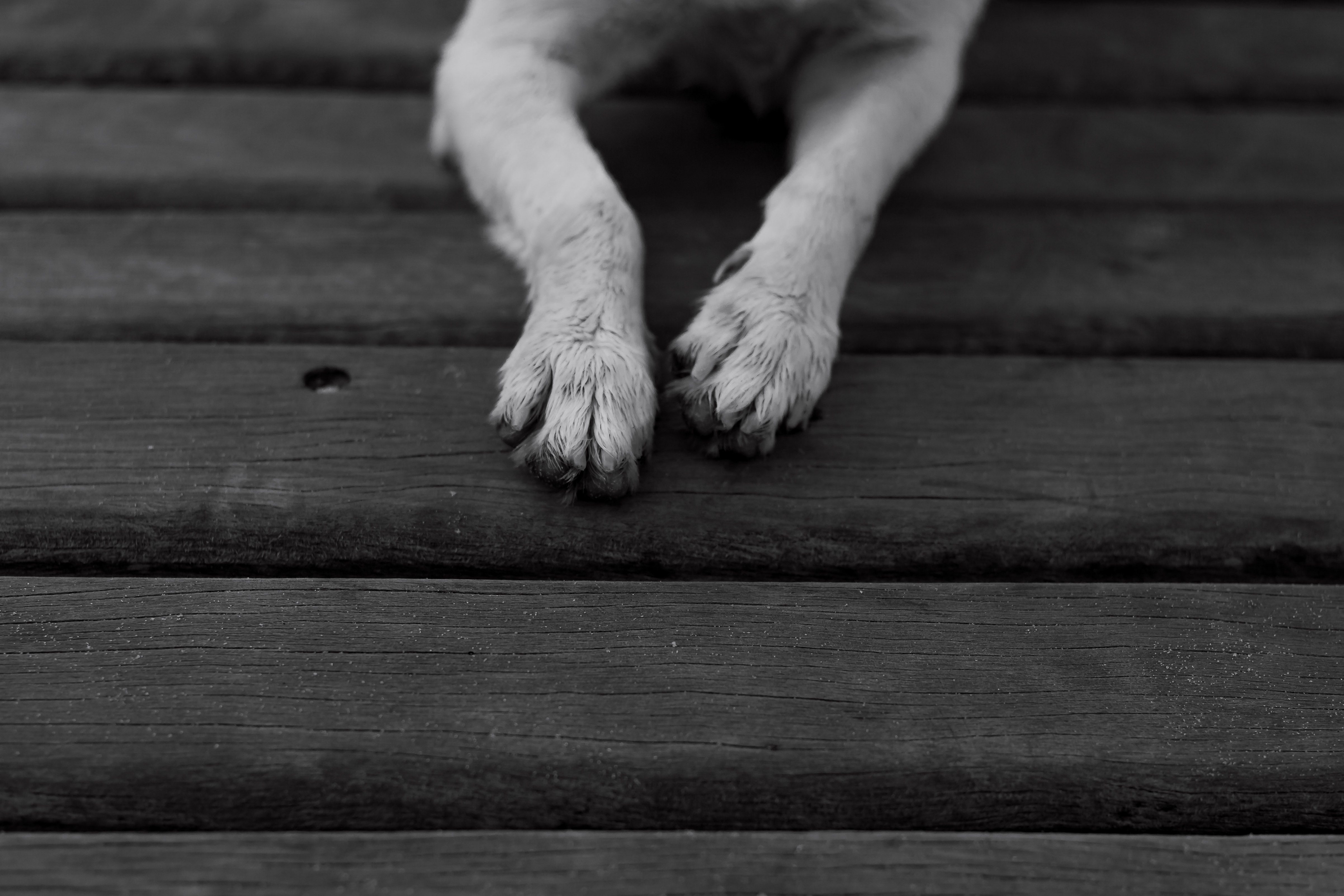 Foxen teams with Healthy Paws on renter pet insurance — Photo by Kássia Melo on Pexels