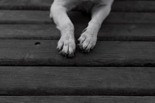 Free Black and white photo of a dog's paws on rustic wooden planks, minimalist style. Stock Photo