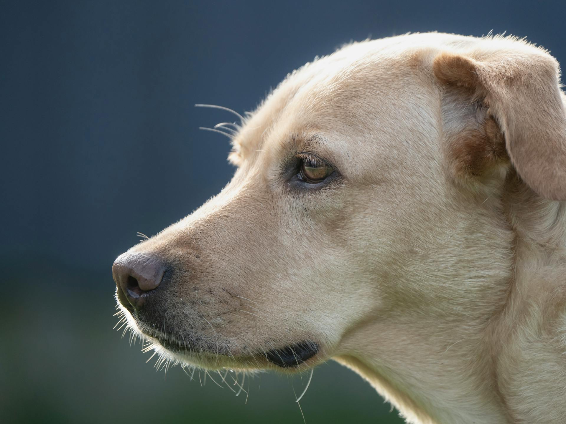 Close-up of a Labrador Retriever's profile shot outdoors in natural light. Ideal for pet-related themes.