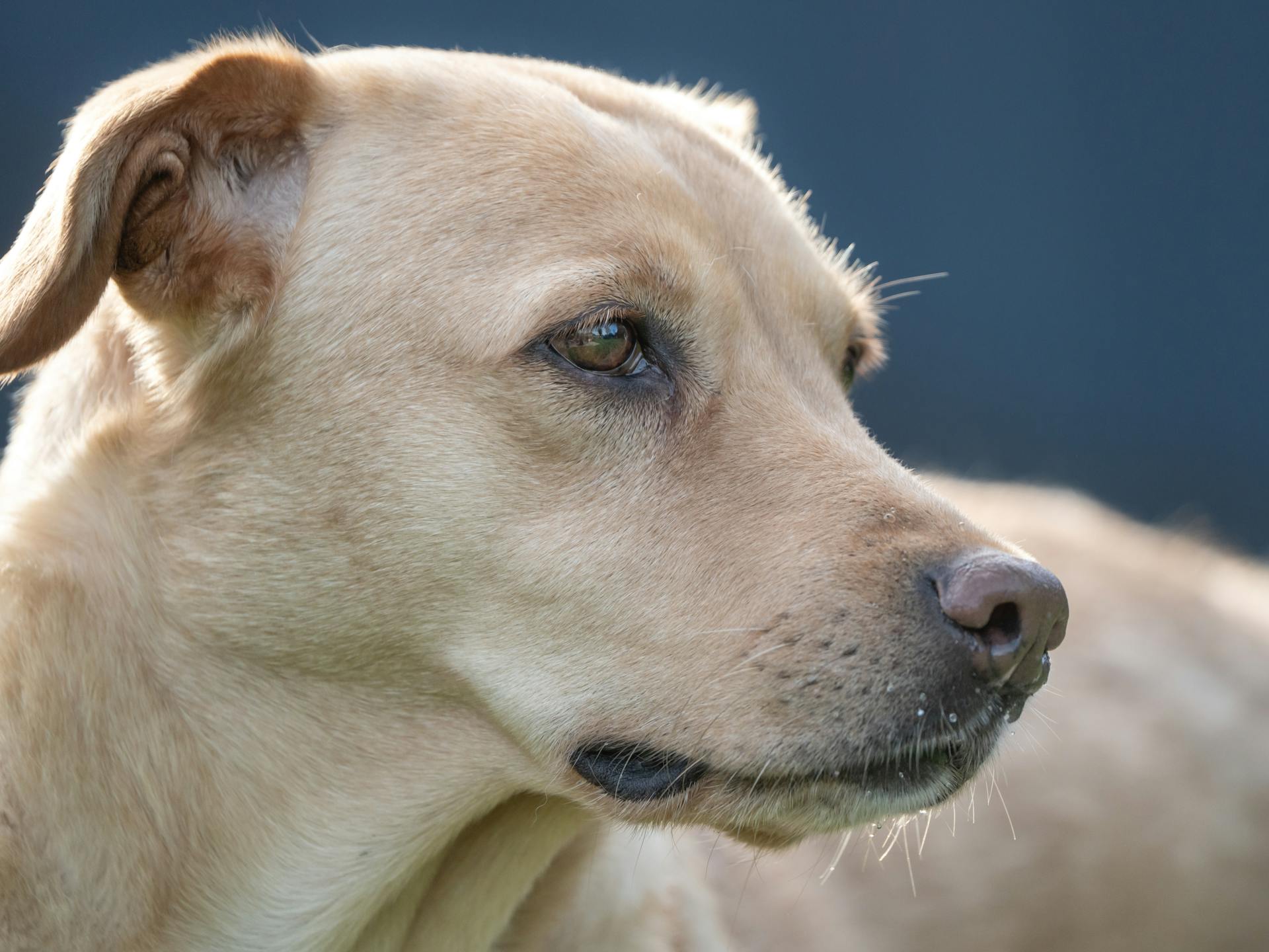 Detailed side view of a Labrador Retriever with a focused expression, outdoors.