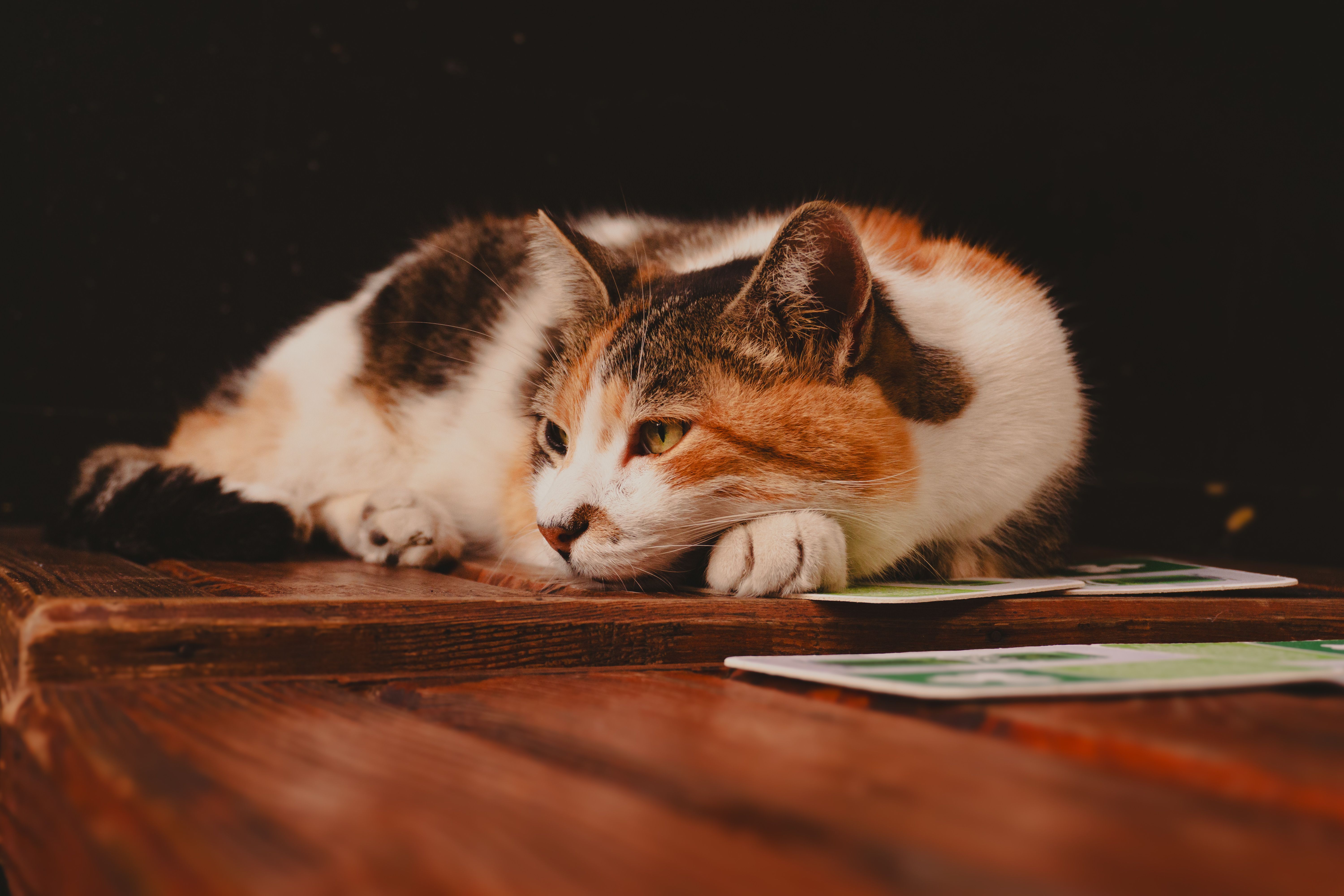 Calico Cat Relaxing on Rustic Wooden Surface · Free Stock Photo