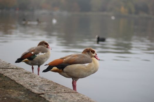 Egyptian geese standing calmly by a serene lake, perfect for nature themes.