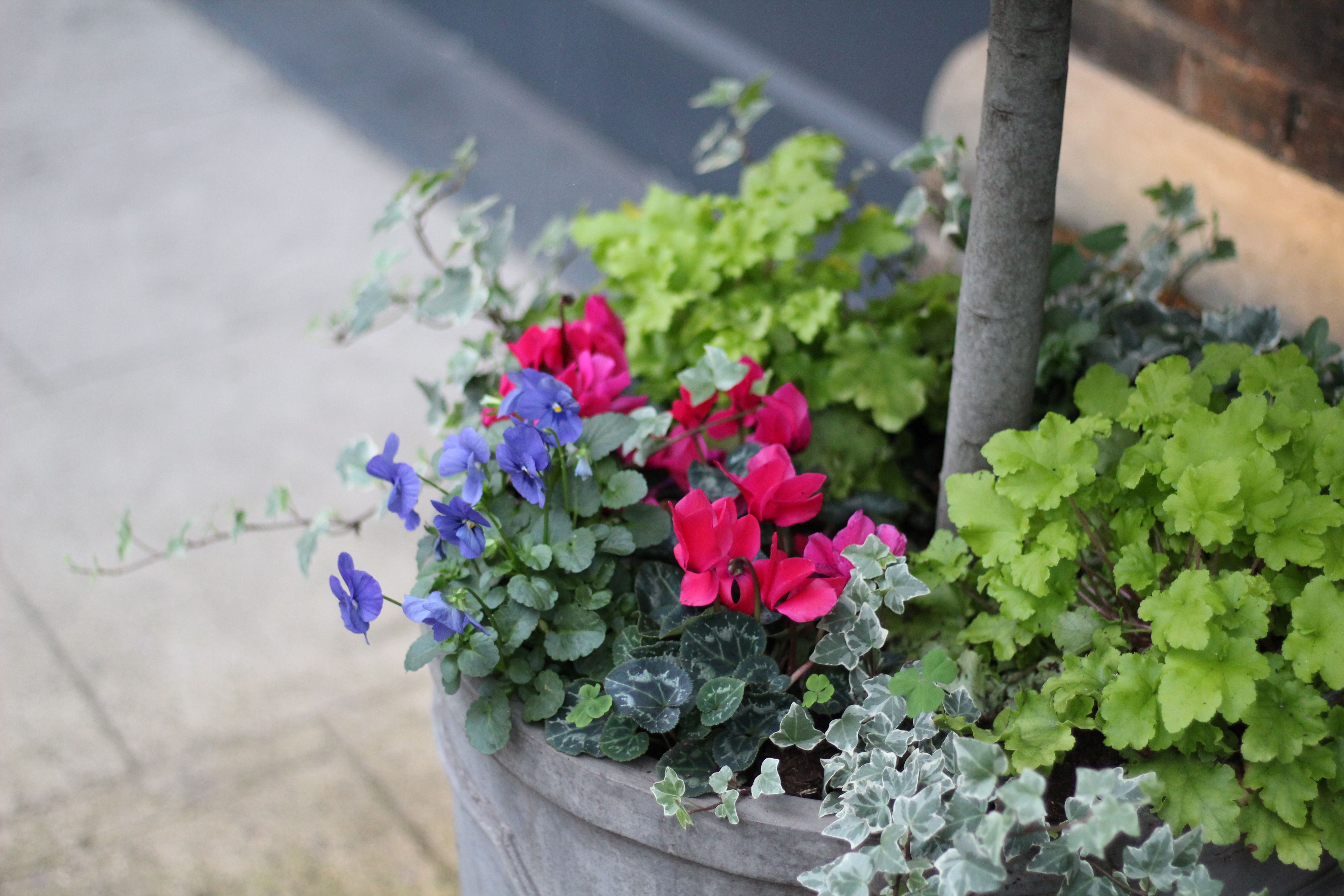 Detalle de macetas con plantas resistentes