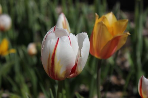 Free Close-up of colorful tulips in full bloom, showcasing vivid spring colors. Stock Photo