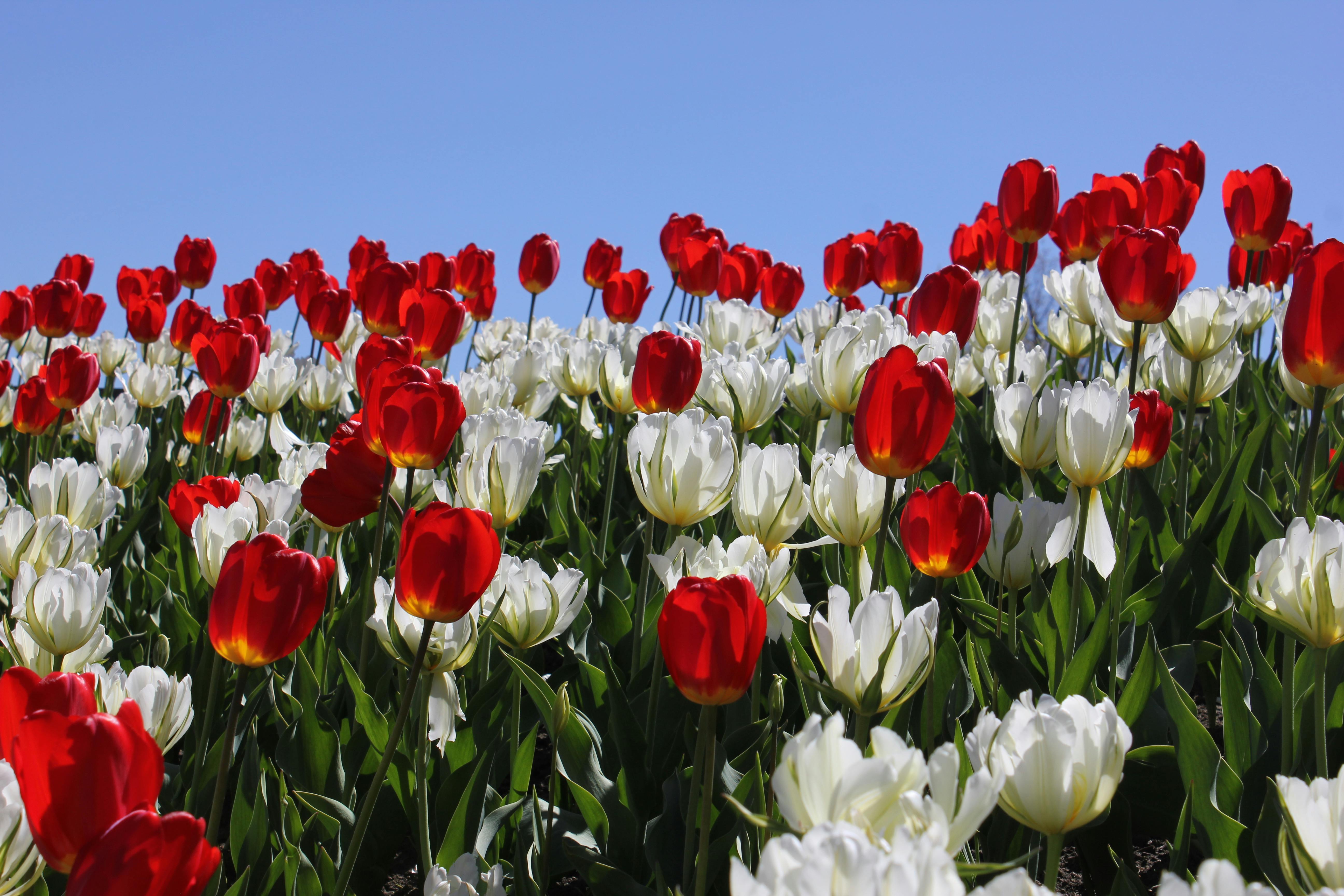 [ColoSach]-stunning-view-of-vibrant-red-and-white-tulips-blooming-in-a-spring-field-under-clear-blue-skies.