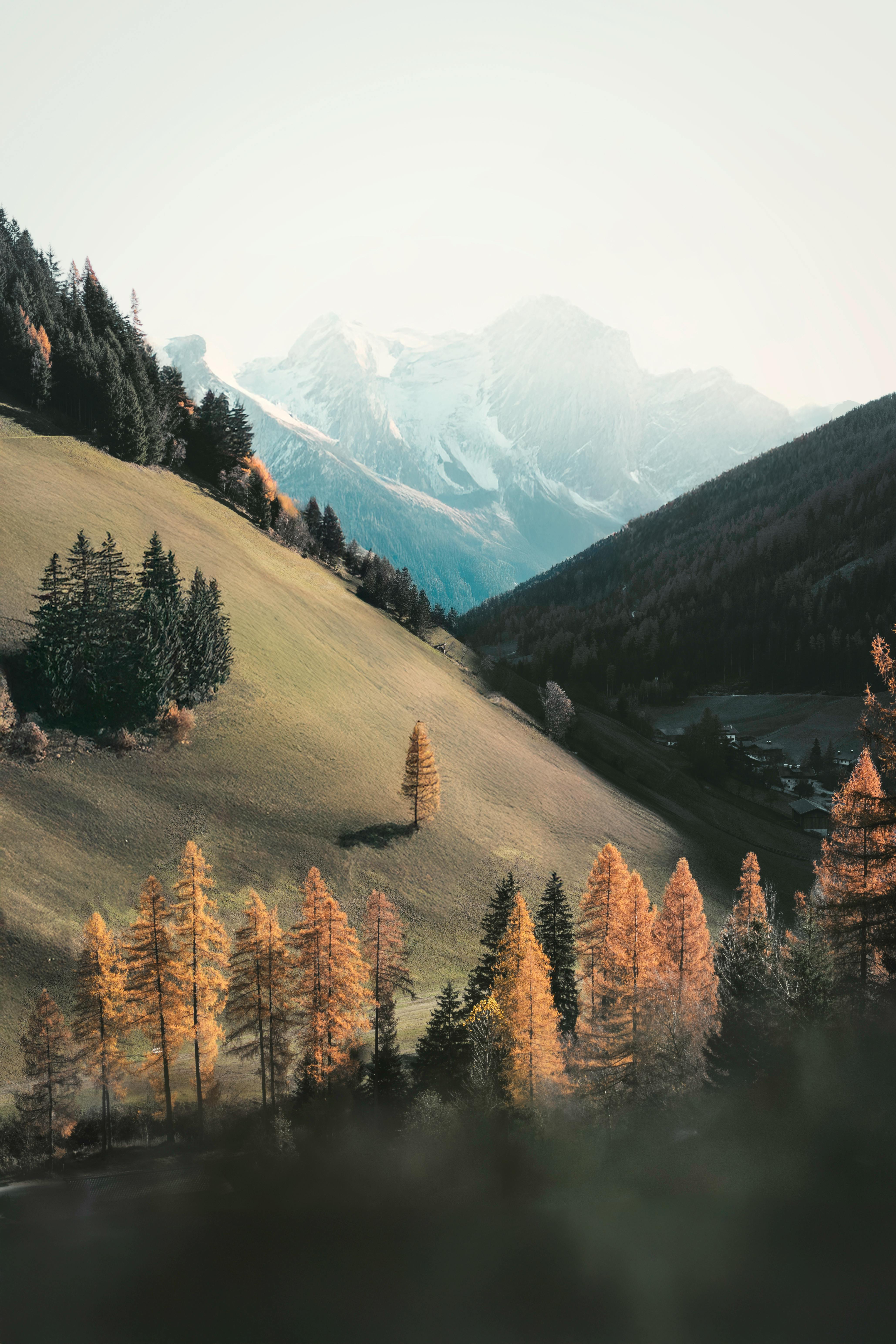 Stunning view of alpine landscape with snowy mountains and lush trees in autumn.