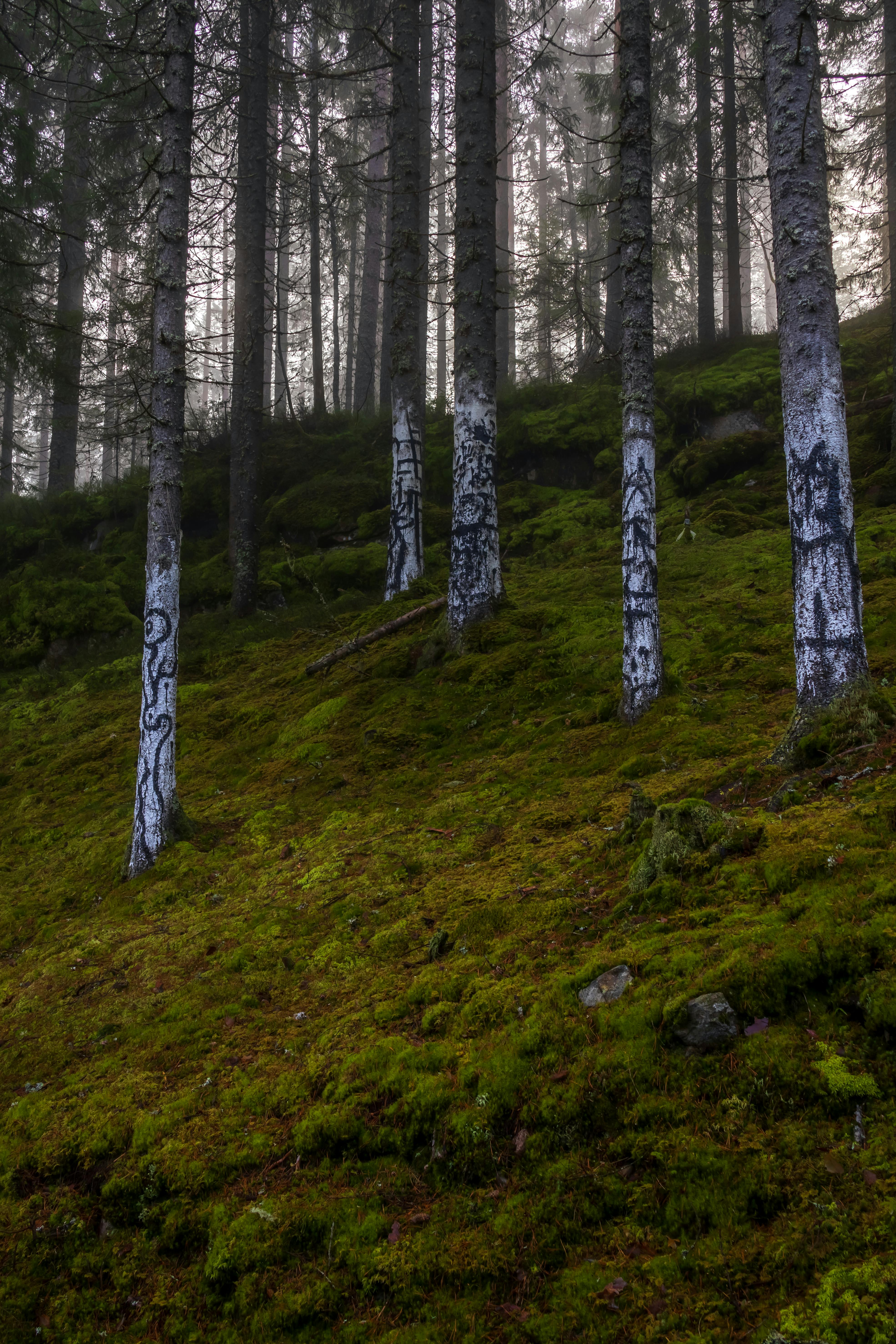 Mossy Pine Forest with Mysterious Runes · Free Stock Photo