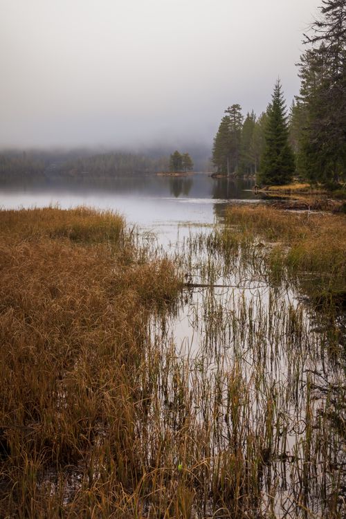 Free Peaceful autumn scene of a foggy lake surrounded by dense forest and reeds. Stock Photo