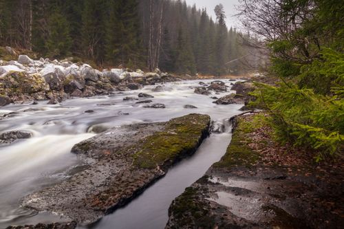 Free A tranquil forest scene with a river flowing over mossy rocks, surrounded by dense trees. Stock Photo