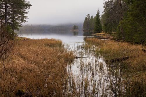 Free Tranquil autumn scene of a misty lake surrounded by forest and marshland. Stock Photo