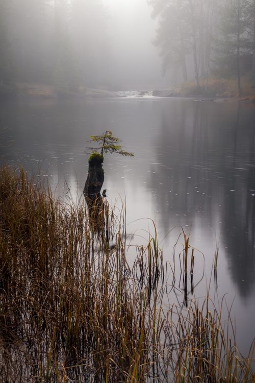 Free Serene autumn lake landscape with mist and trees, evoking tranquility. Stock Photo