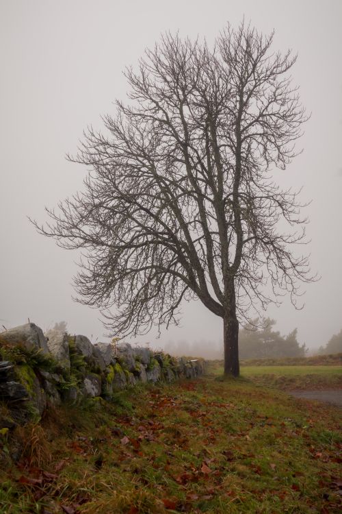 Free Foggy autumn scene featuring a lone tree and stone wall in a park. Stock Photo