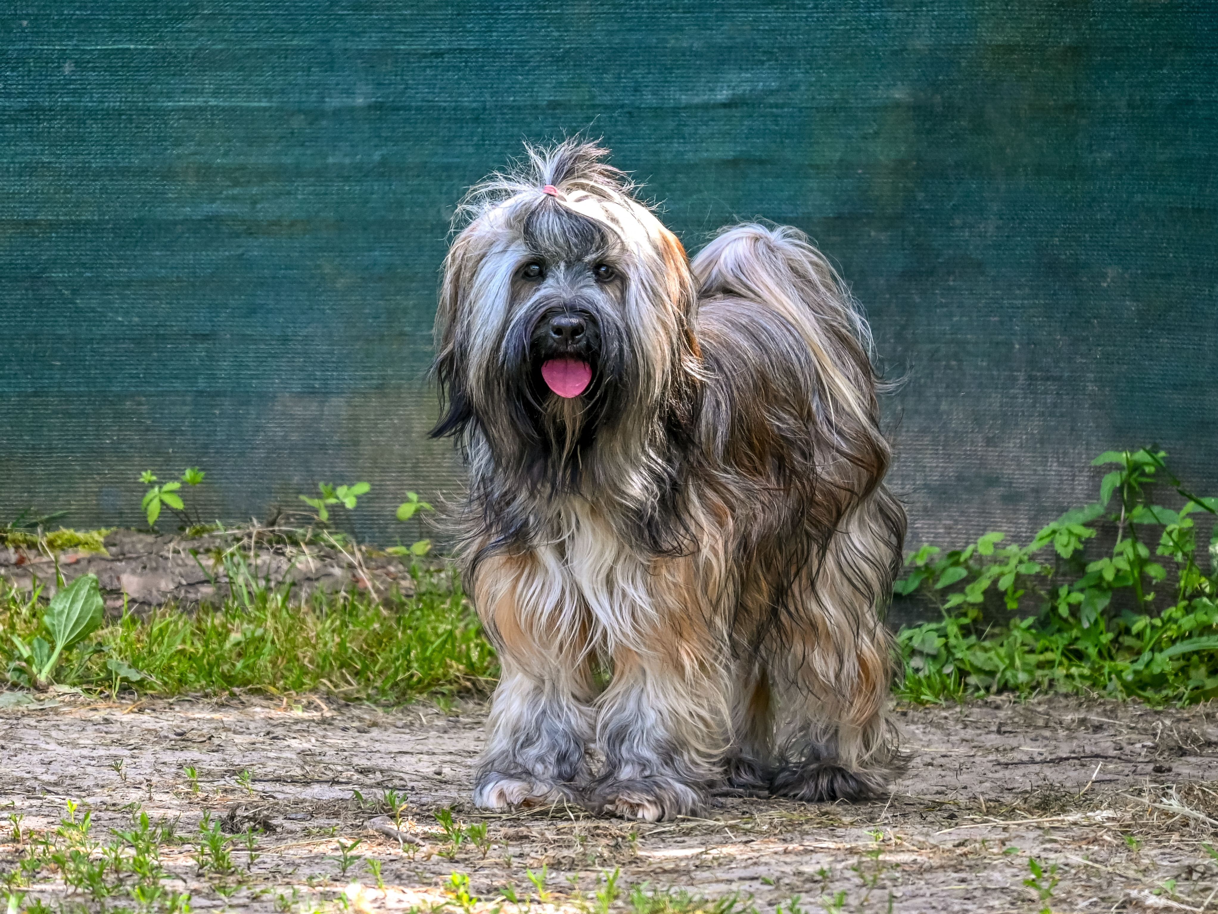 Bouvier des Flandres: Πολεμικός Σκύλος WWI & WWII
