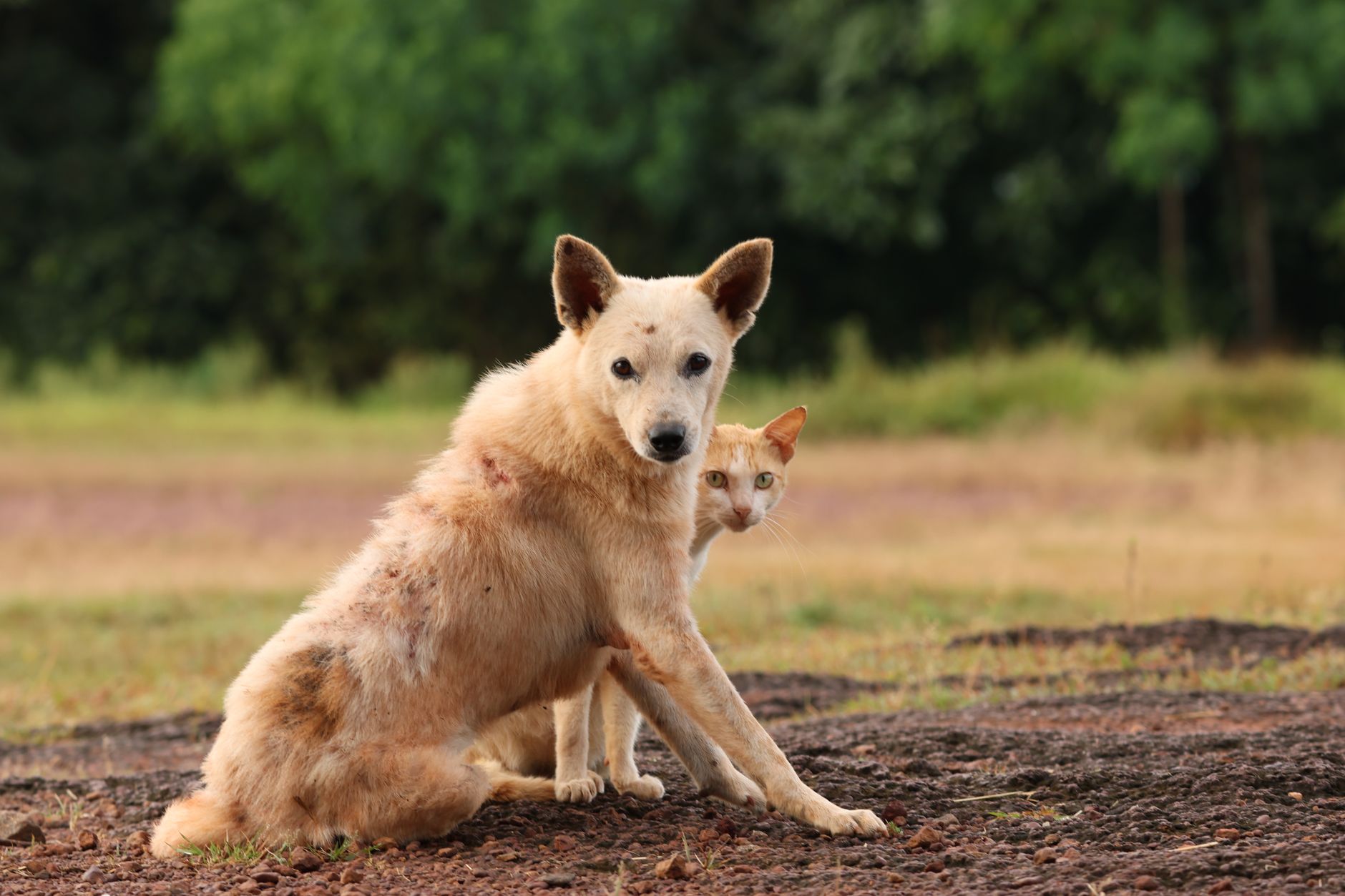 Healthy dogs and cats eating raw rabbit meat