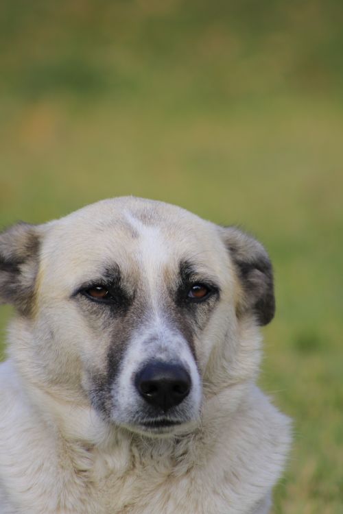 Free A serene close-up portrait of a dog with a grassy background, conveying calmness. Stock Photo