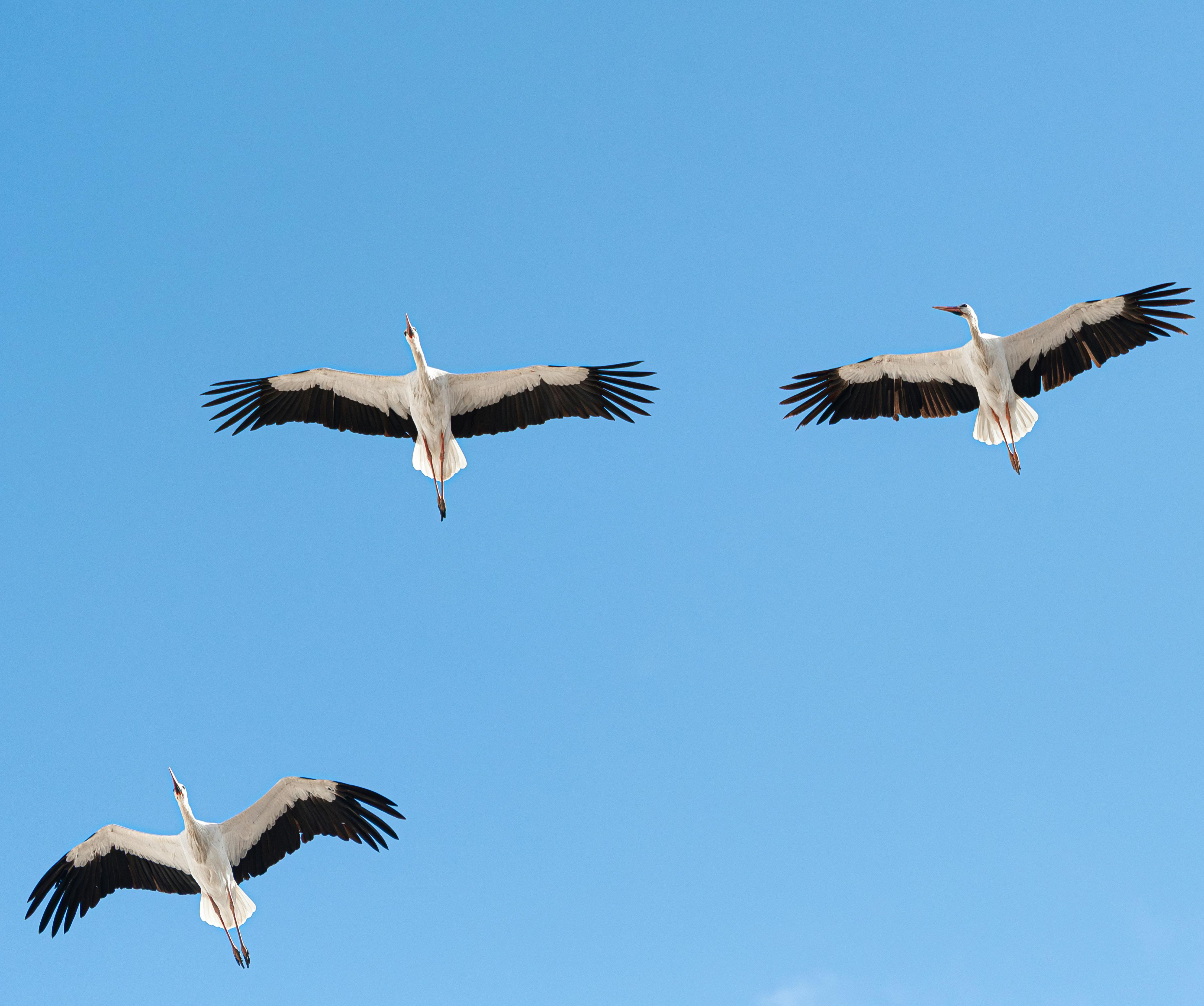 Stork Migration Bottleneck — Bosphorus Turkey