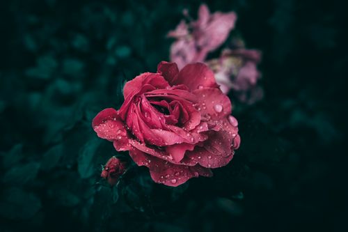 Free Close-up of a pink rose with dew droplets against a dark backdrop, highlighting its beauty. Stock Photo