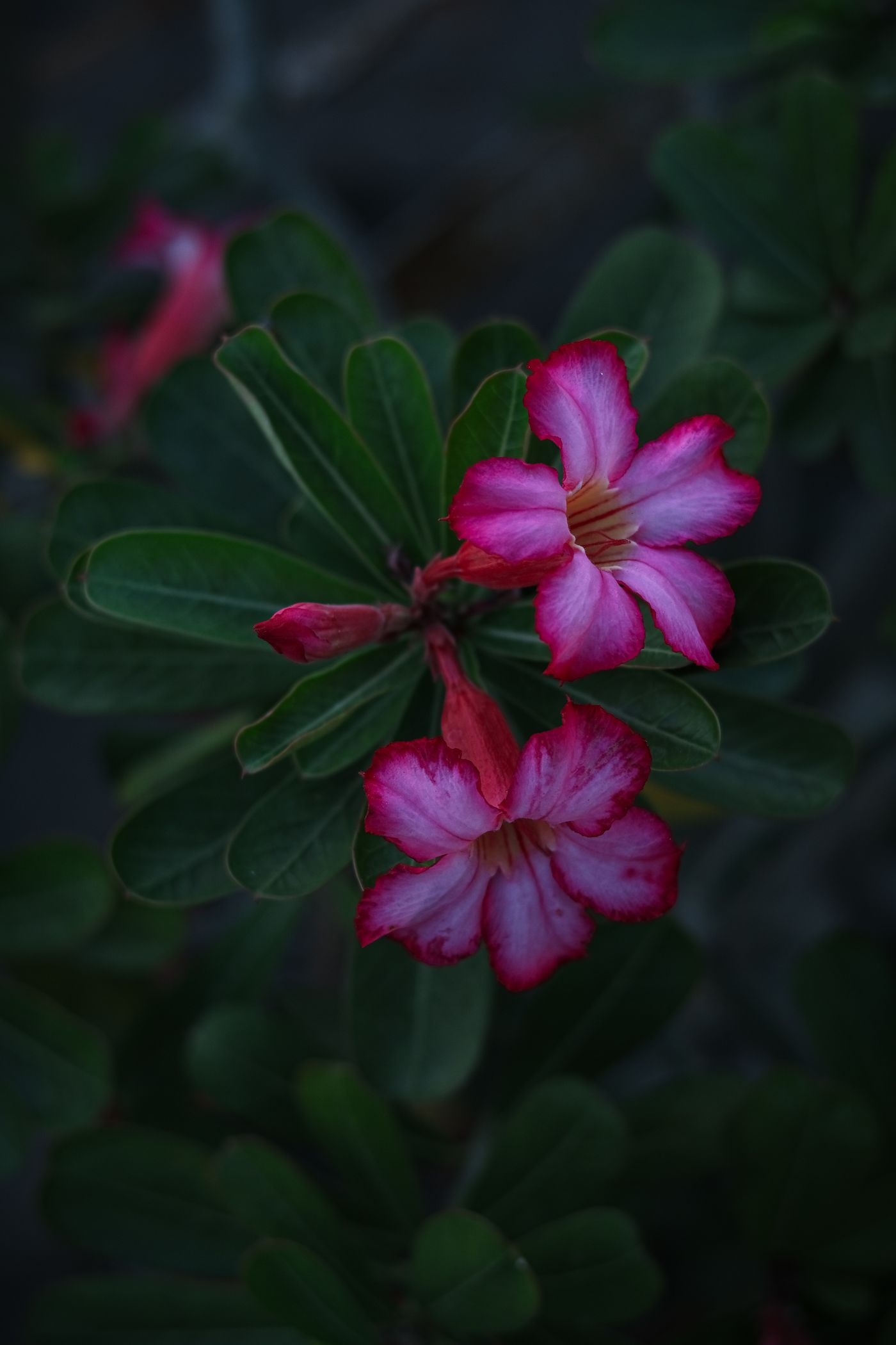 Foto de stock de adenium: contraste entre pétalas e folhas