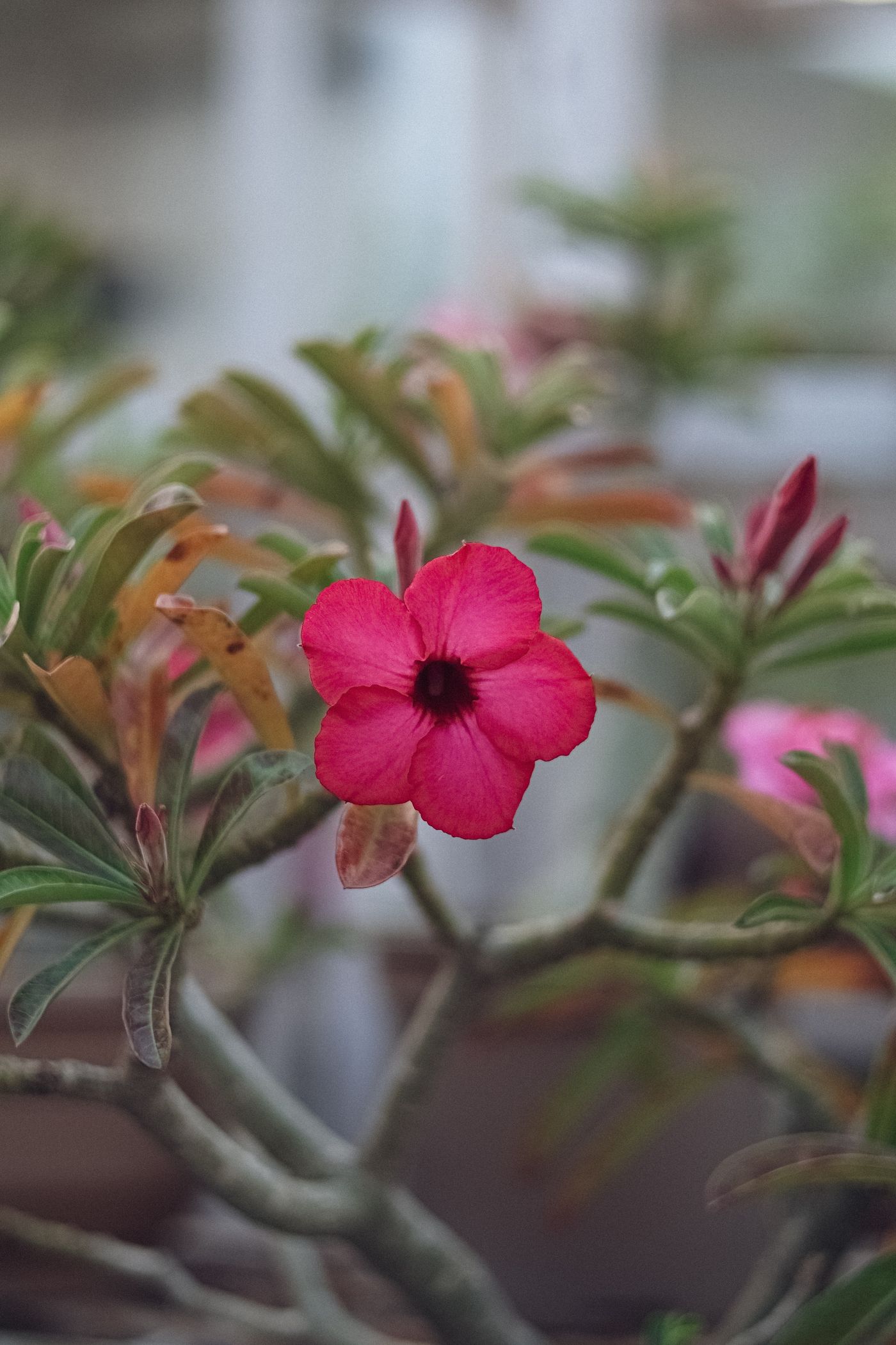 Foto de stock de adenium: flor em seu ambiente natural